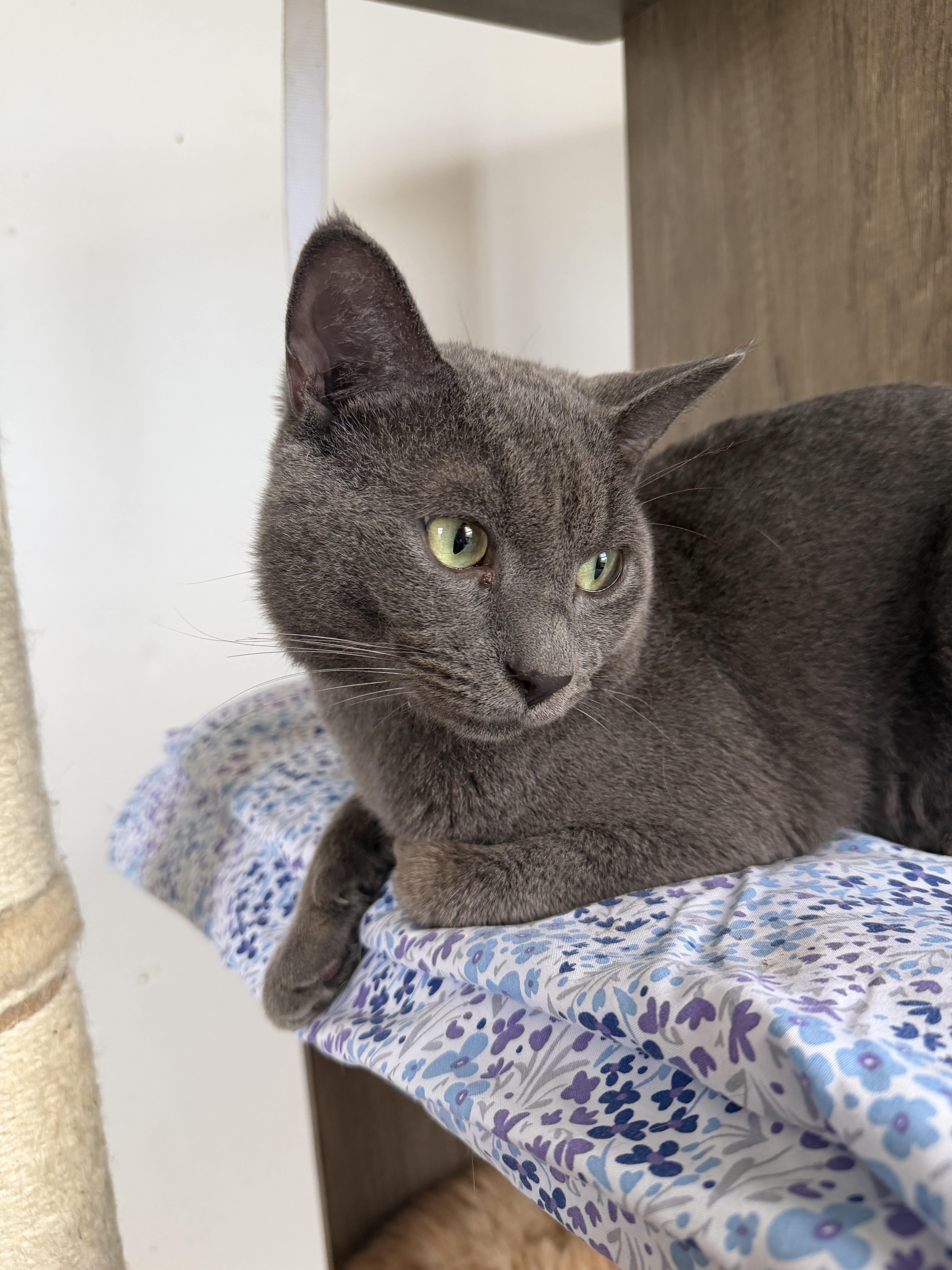 Enlarge Bluey, a ADOPTABLE Domestic Short Hair in New York, NY image 3/3