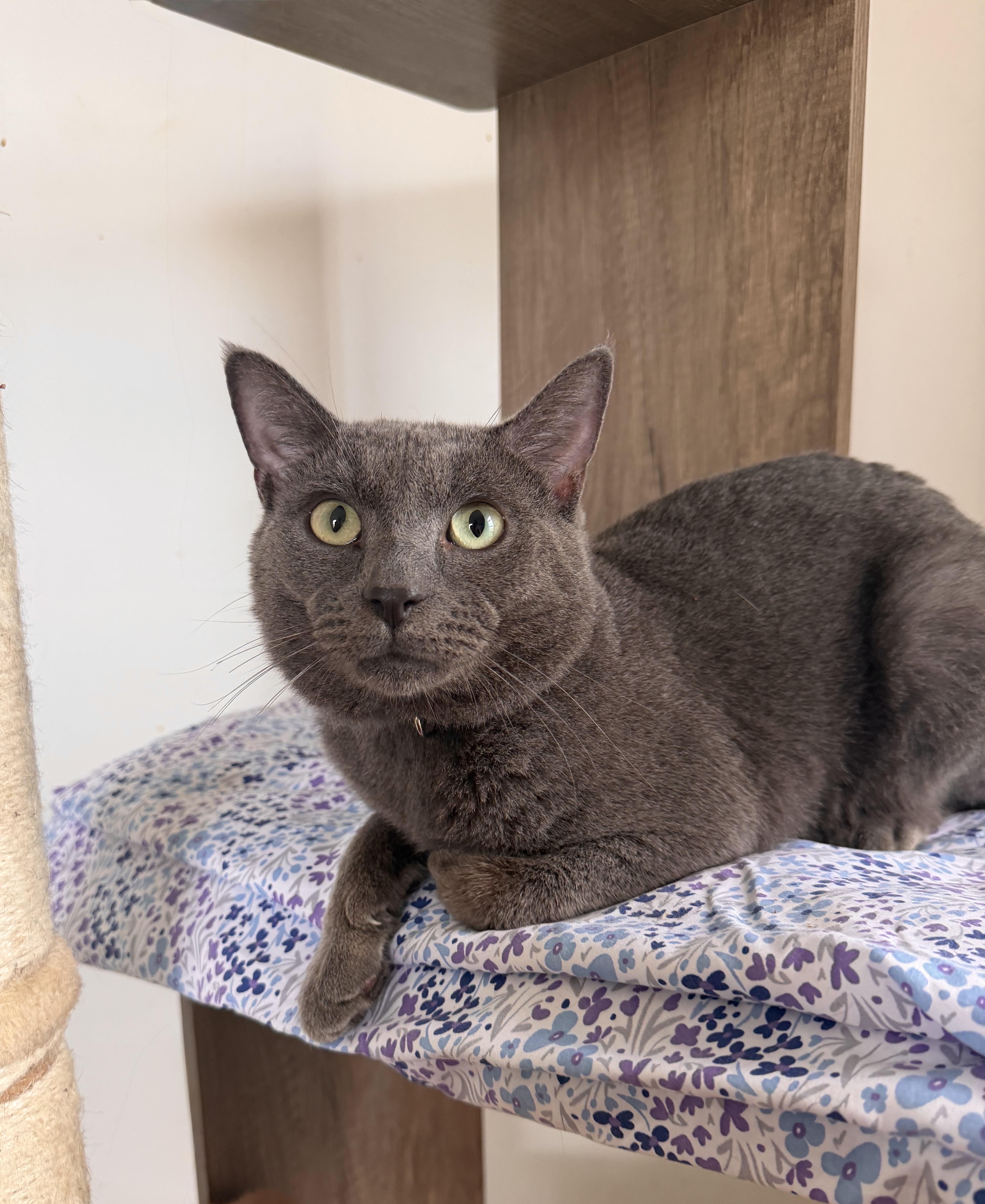 Enlarge Bluey, a ADOPTABLE Domestic Short Hair in New York, NY image 2/3