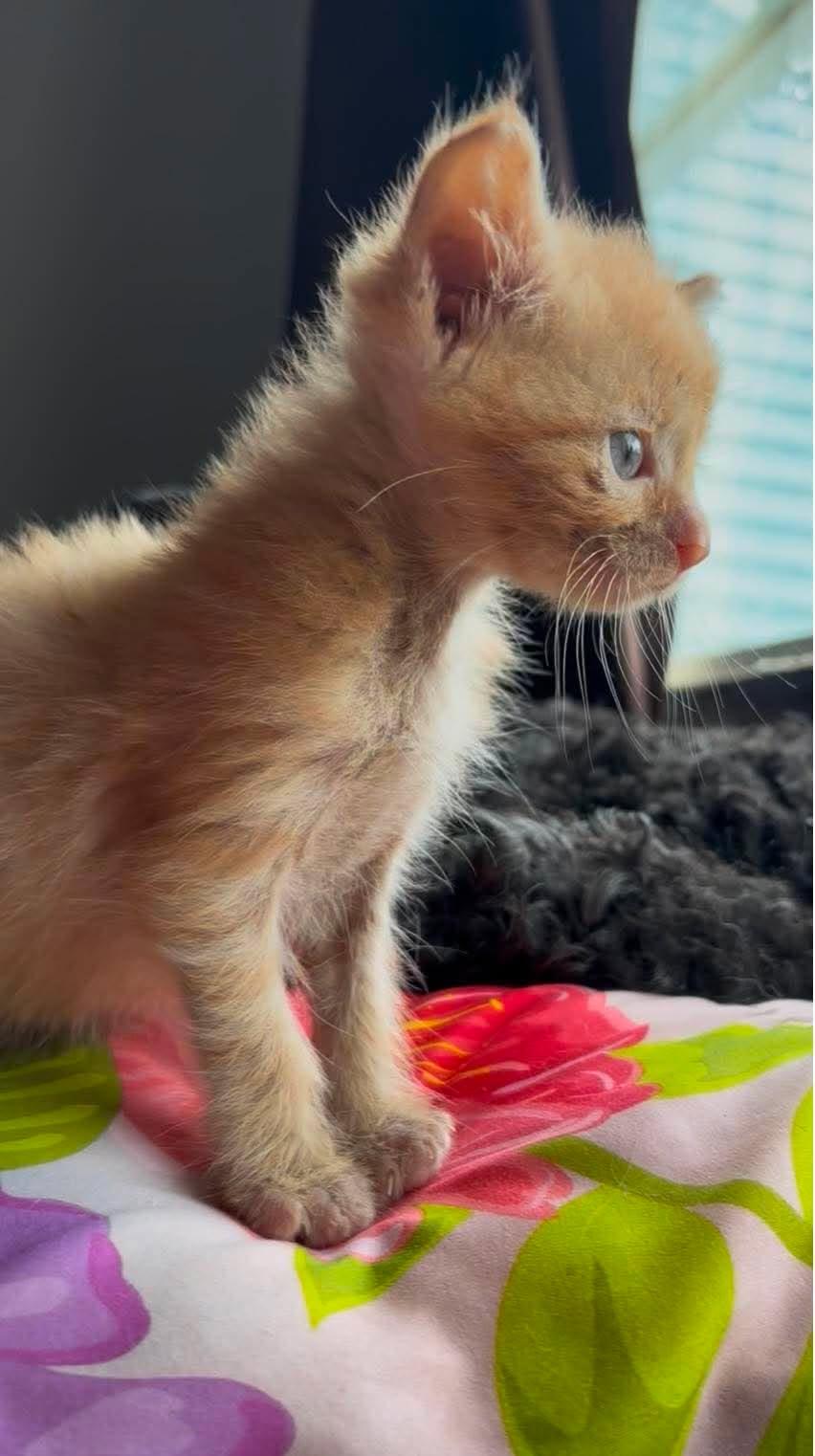 Enlarge SPARKLES, an adopted Domestic Short Hair in Tillsonburg, ON image 2/4