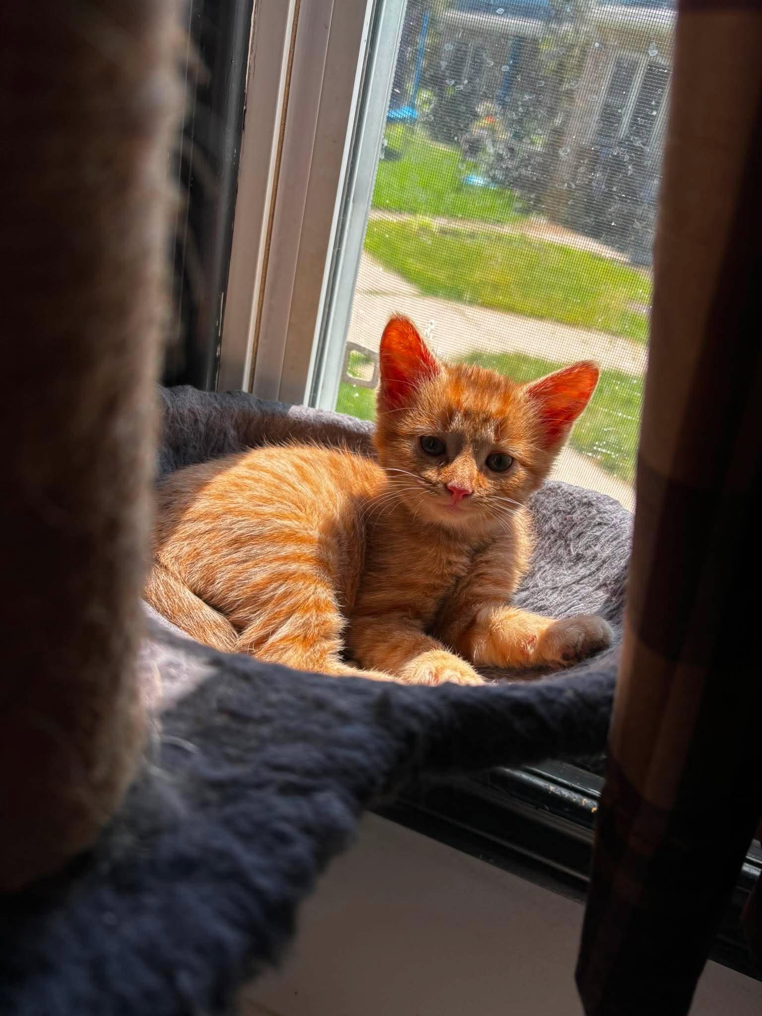Enlarge SPARKLES, an adopted Domestic Short Hair in Tillsonburg, ON image 1/4