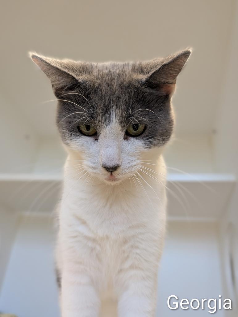 Enlarge Georgia, a Adoptable mixed breed in Greenfield, IN image 1/6