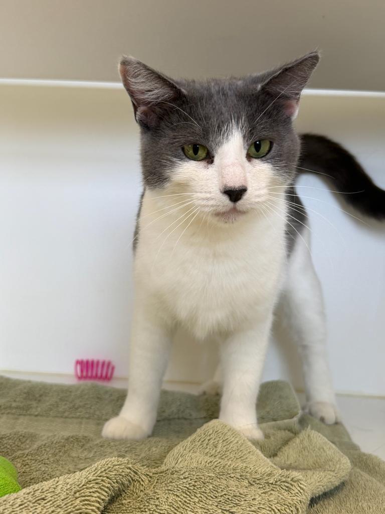 Georgia, a Adoptable mixed breed in Greenfield, IN image 1/2