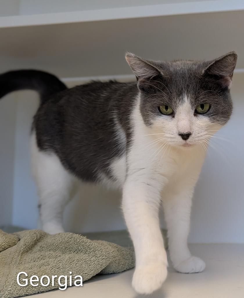 Enlarge Georgia, a Adoptable mixed breed in Greenfield, IN image 3/6