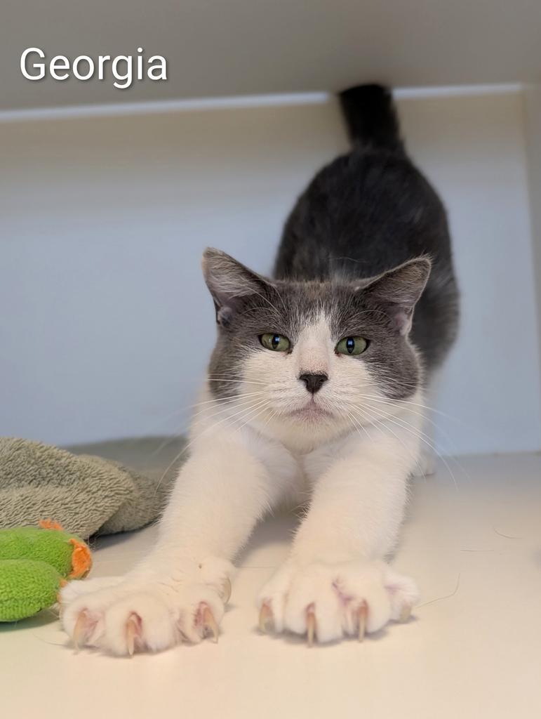 Enlarge Georgia, a Adoptable mixed breed in Greenfield, IN image 4/6