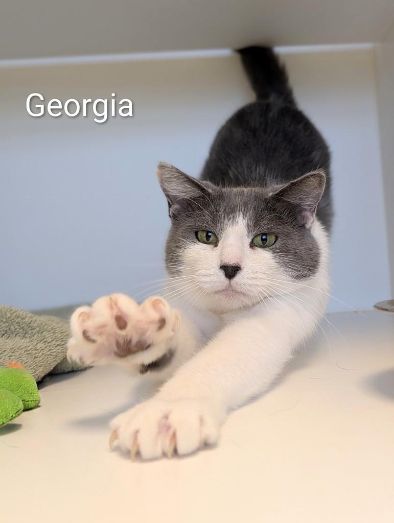 Enlarge Georgia, a Adoptable mixed breed in Greenfield, IN image 5/6