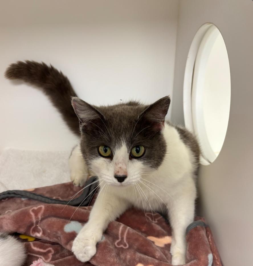 Enlarge Georgia, a Adoptable mixed breed in Greenfield, IN image 2/2