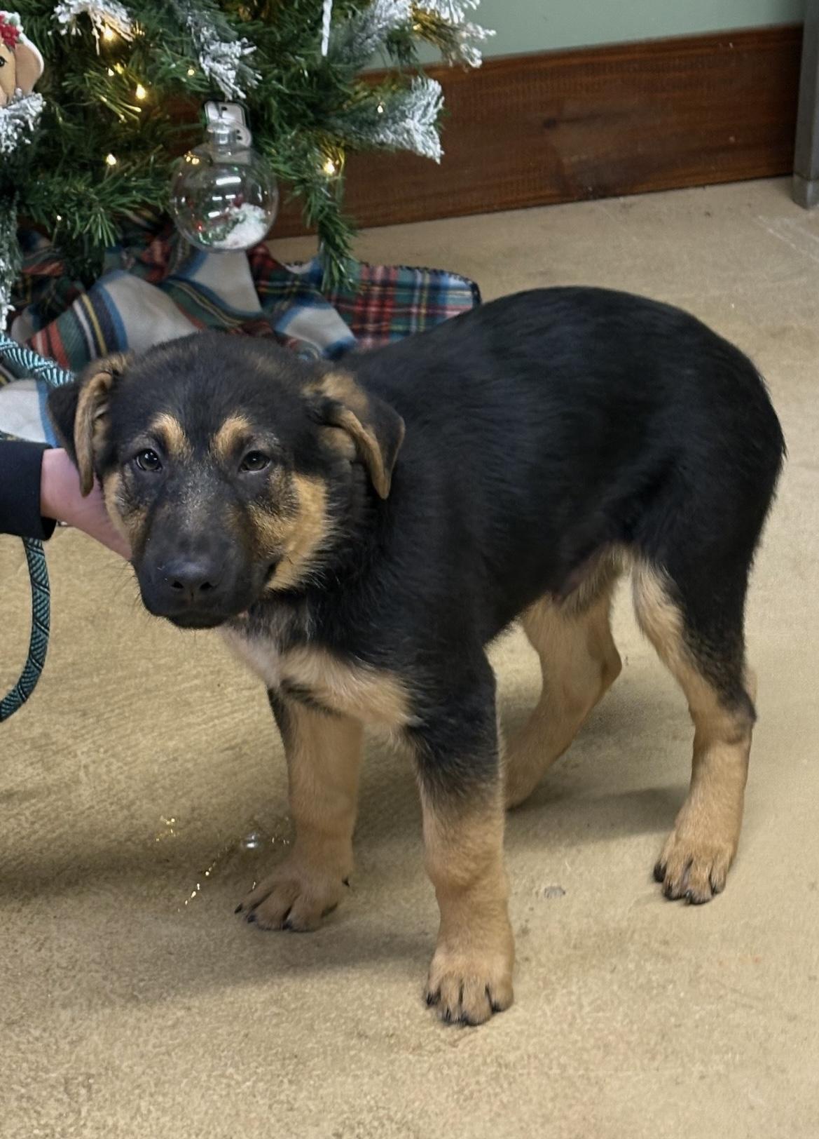 Rocco, ADOPTABLE, Puppy Male German Shepherd Dog.