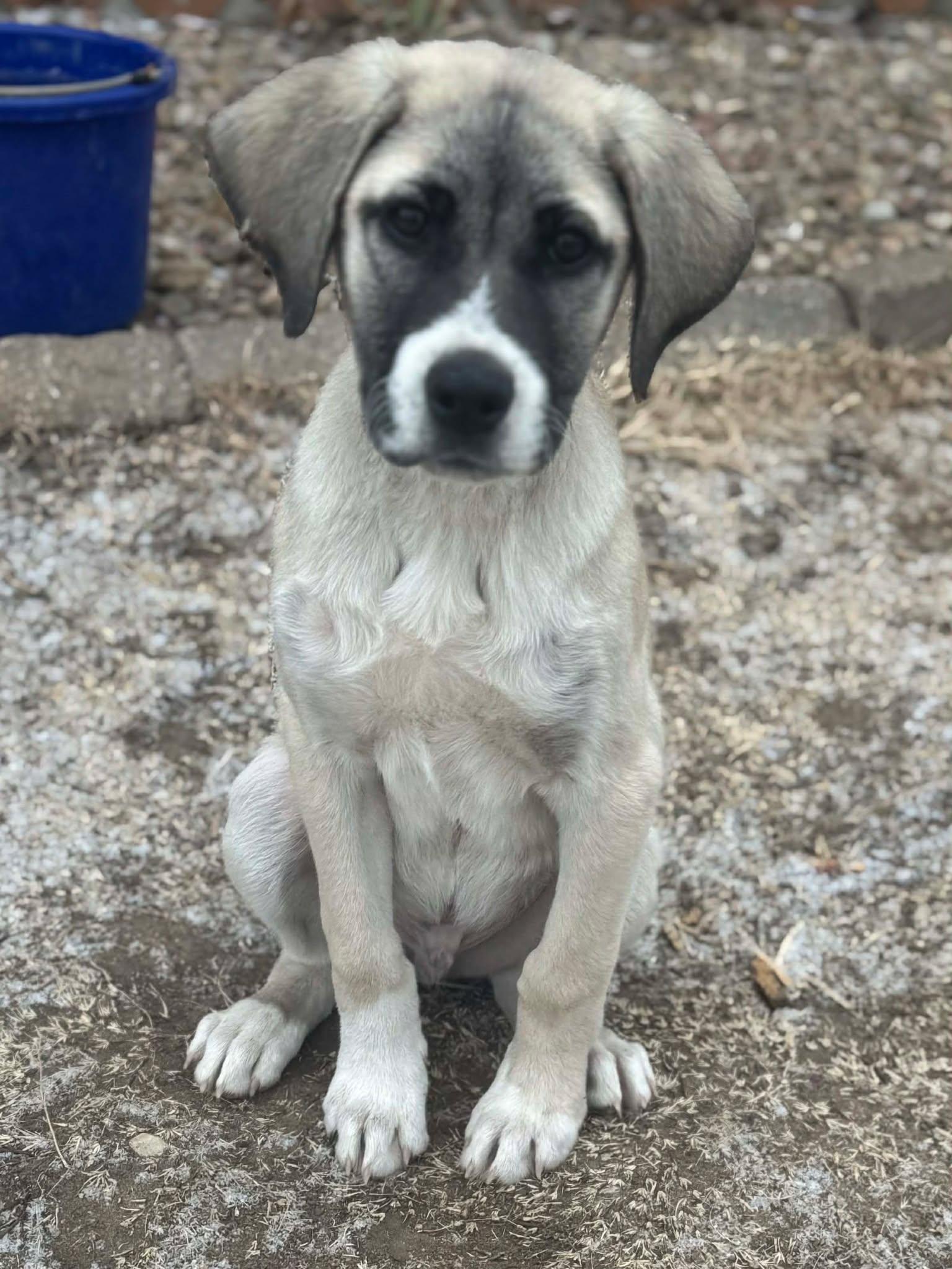 Olly, ADOPTABLE, Puppy Male Great Pyrenees & Anatolian Shepherd.