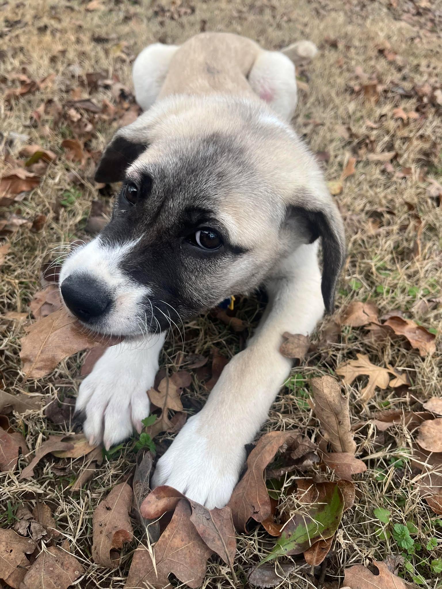Enlarge Olly, a ADOPTABLE mixed breed in Kiowa, OK image 3/5