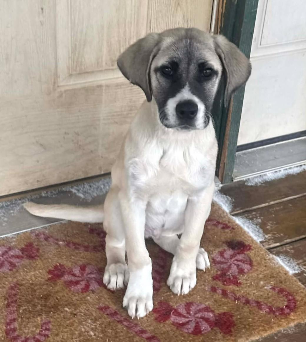 Enlarge Olly, a ADOPTABLE mixed breed in Kiowa, OK image 2/5