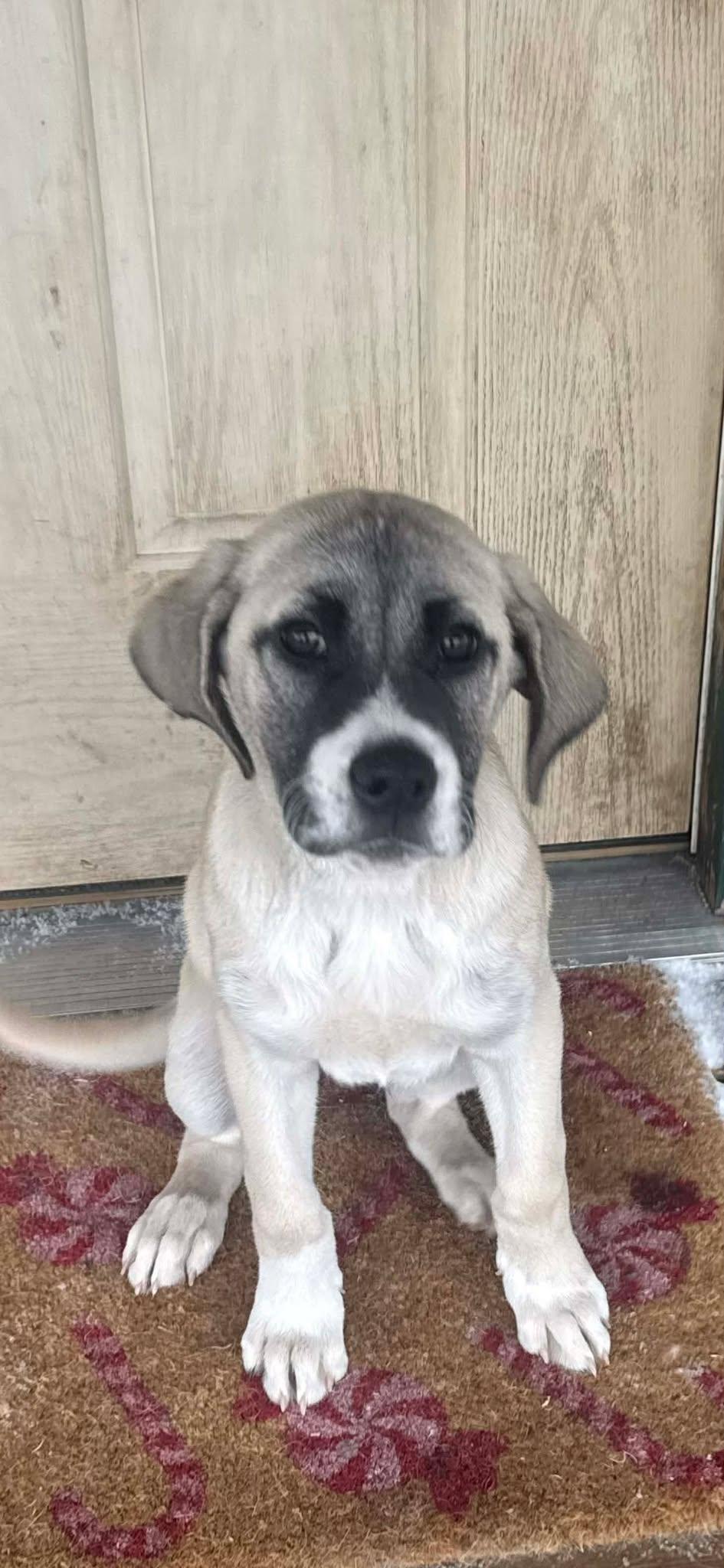 Enlarge Olly, a ADOPTABLE mixed breed in Kiowa, OK image 4/5