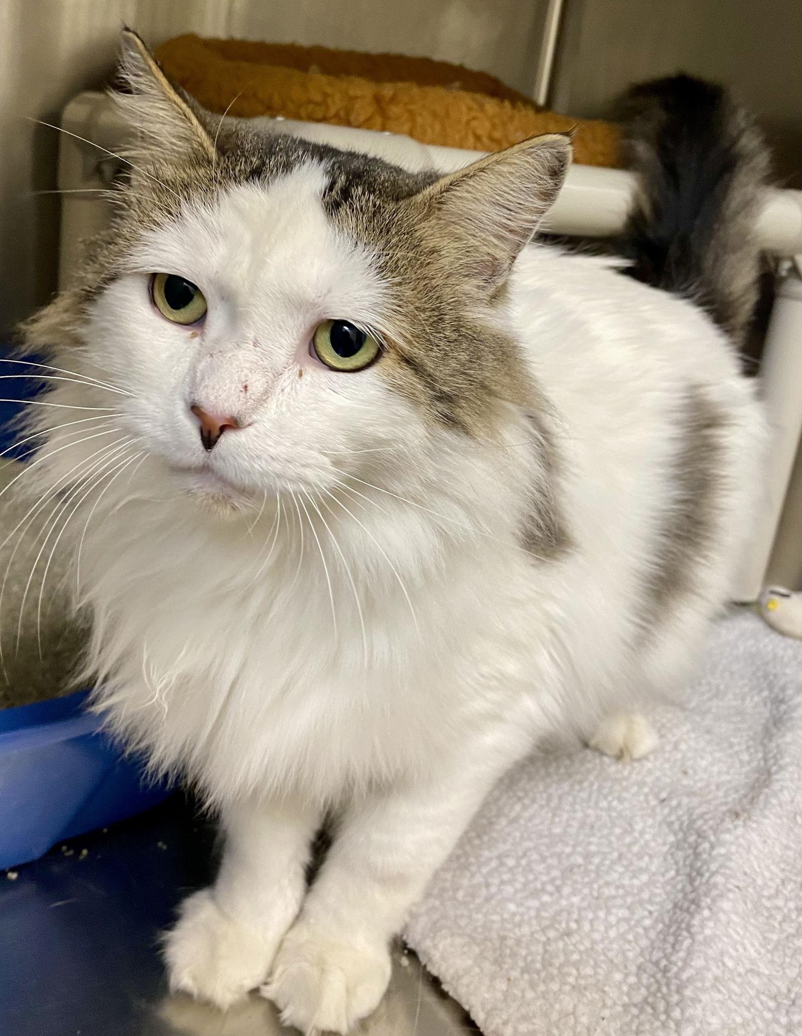 Enlarge Superman, a Adoptable mixed breed in Fargo, ND image 1/2