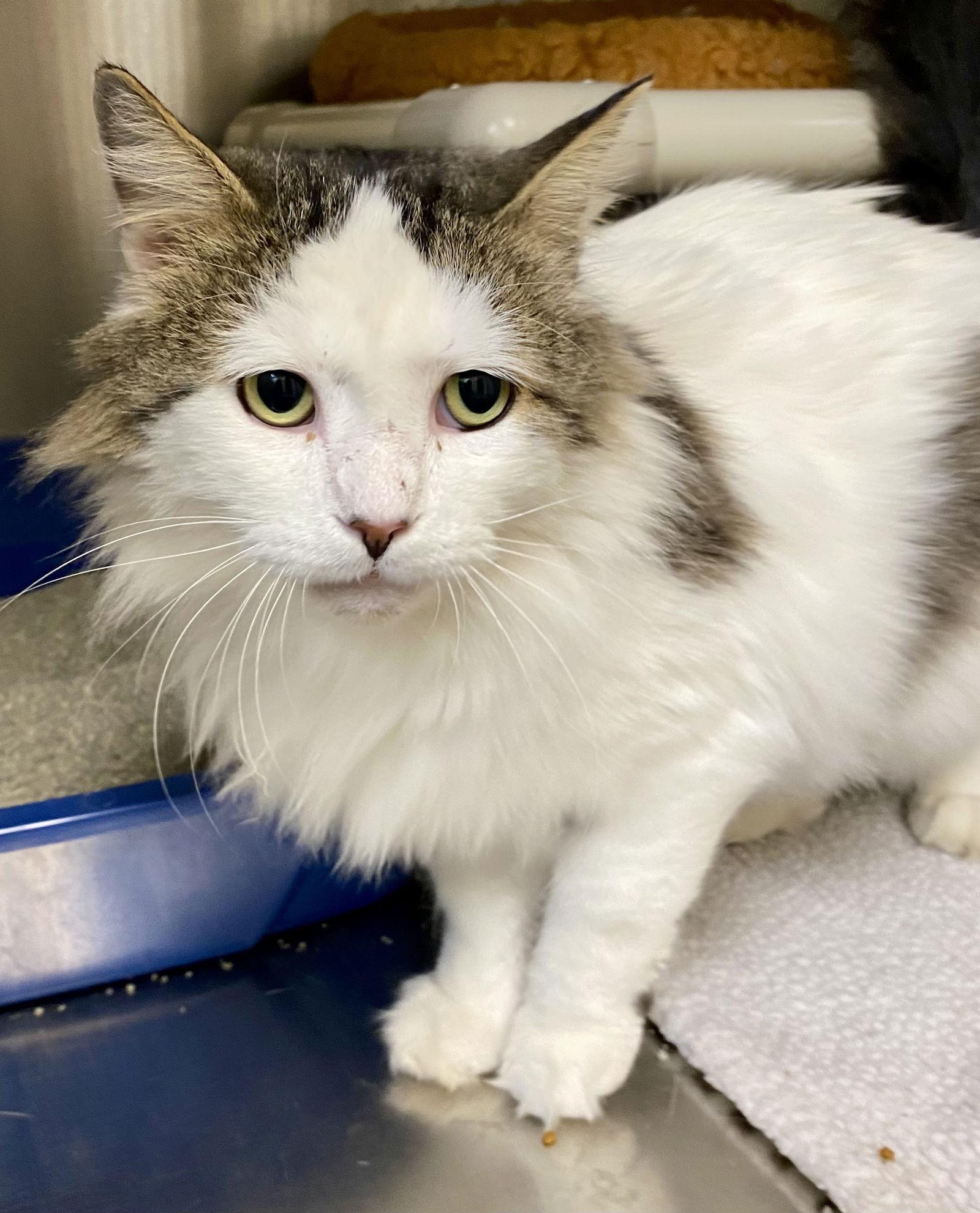 Enlarge Superman, a Adoptable mixed breed in Fargo, ND image 2/2