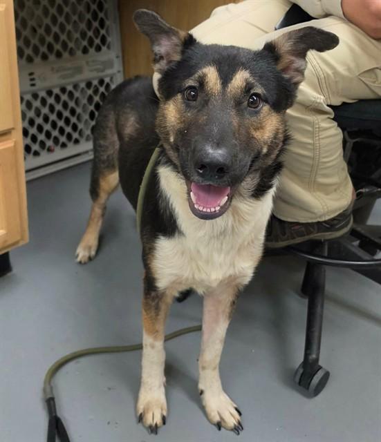 Enlarge Kobe, a ADOPTABLE mixed breed in Phoenix, OR image 2/3
