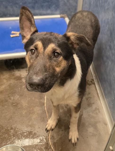 Enlarge Kobe, a ADOPTABLE mixed breed in Phoenix, OR image 1/3