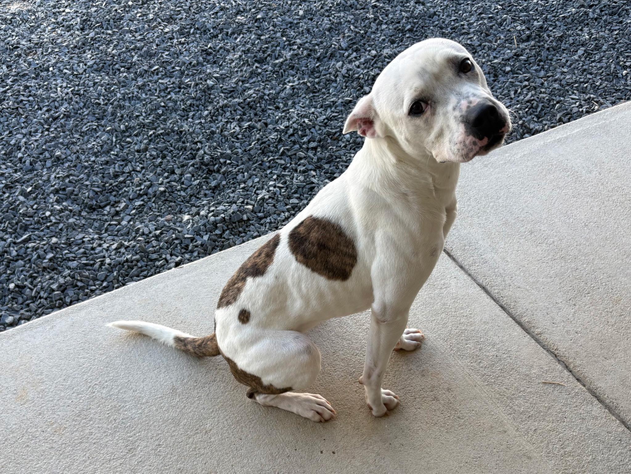 Enlarge Bonnie, a Adoptable mixed breed in Paramus, NJ image 5/6