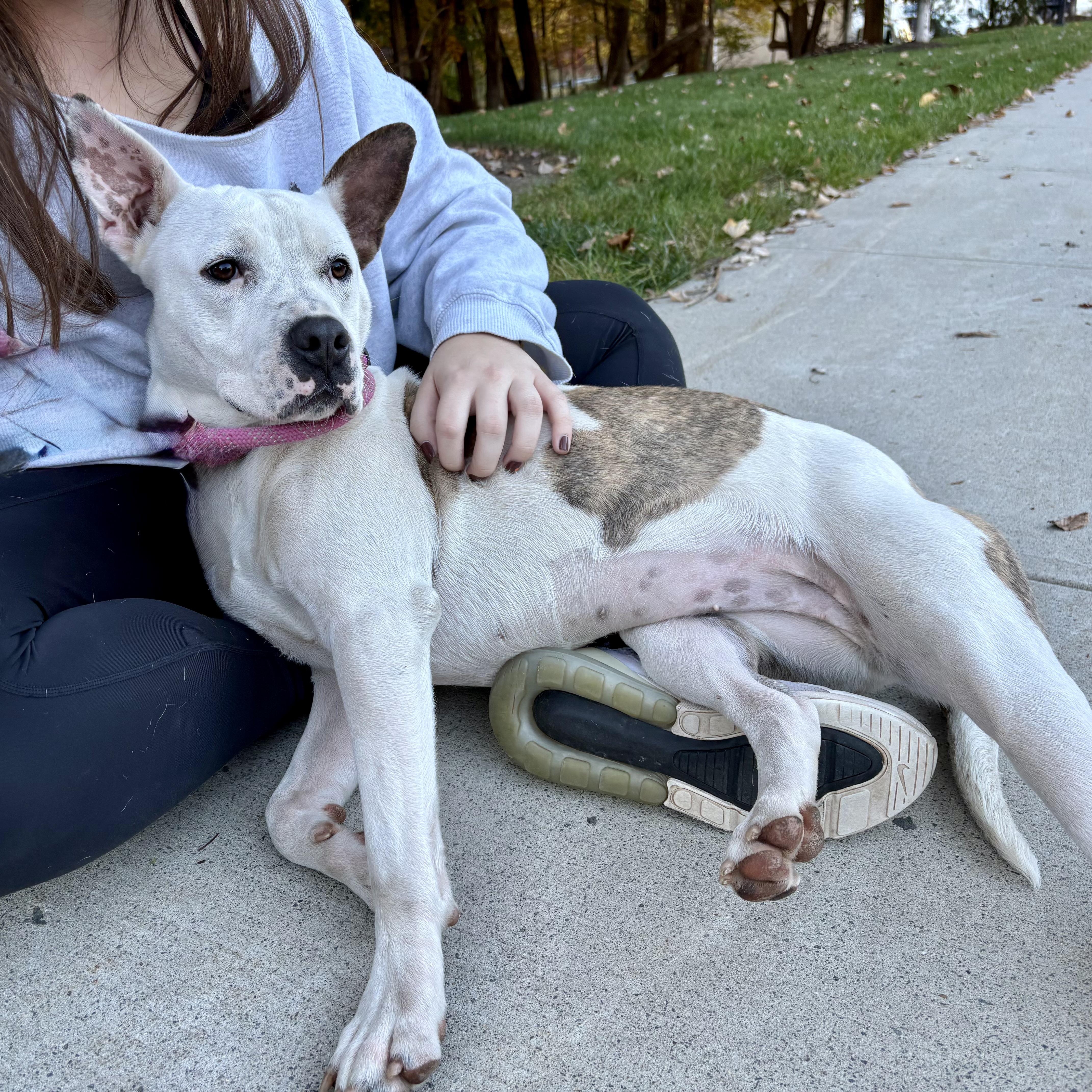 Bonnie, Adoptable, Young Female Pit Bull Terrier.