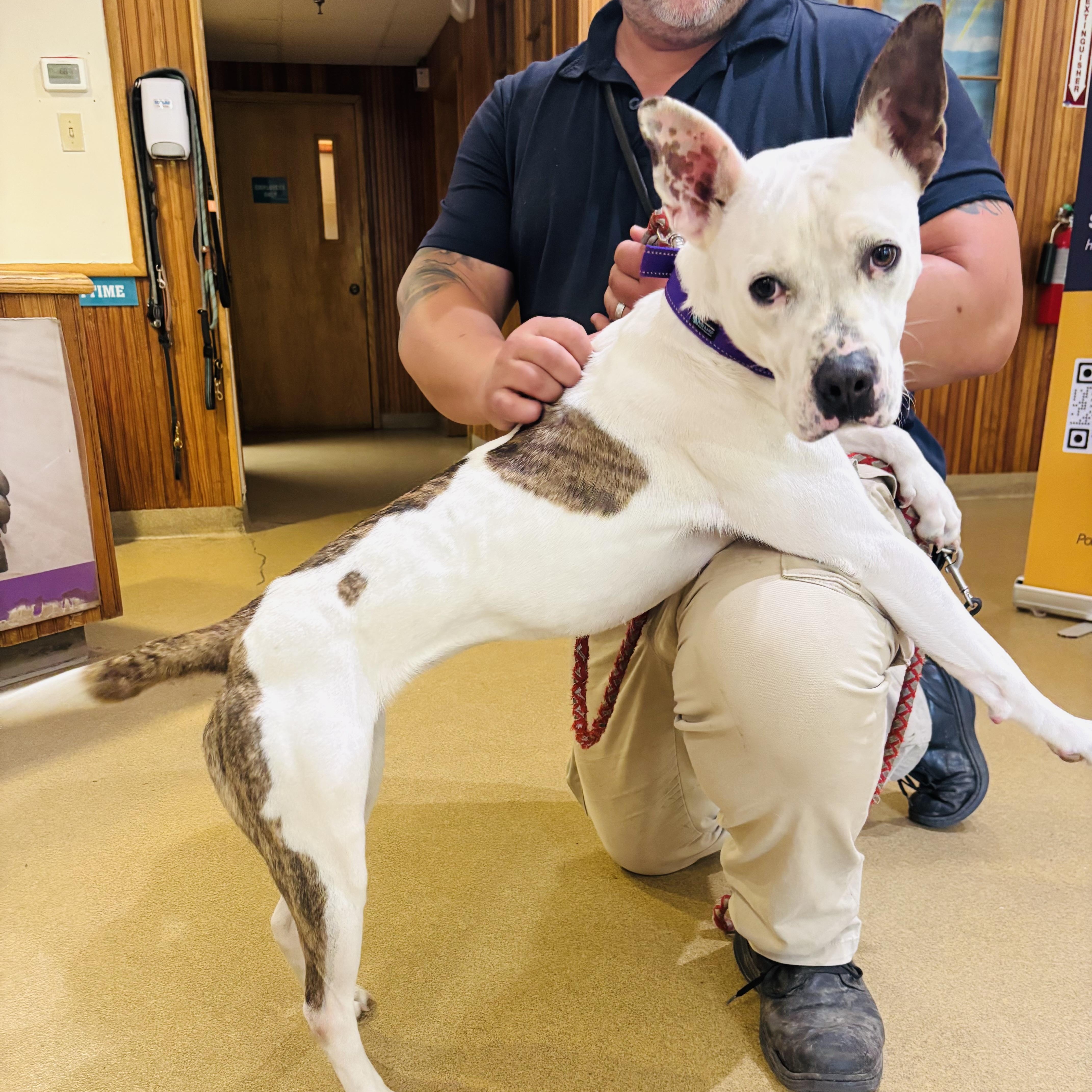 Enlarge Bonnie, a Adoptable mixed breed in Paramus, NJ image 2/6