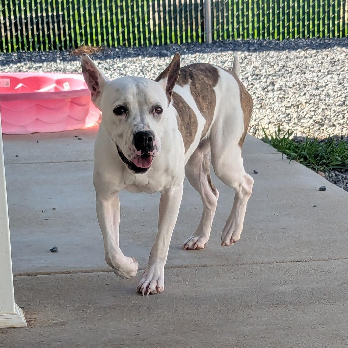 Enlarge Bonnie, a Adoptable mixed breed in Paramus, NJ image 4/6