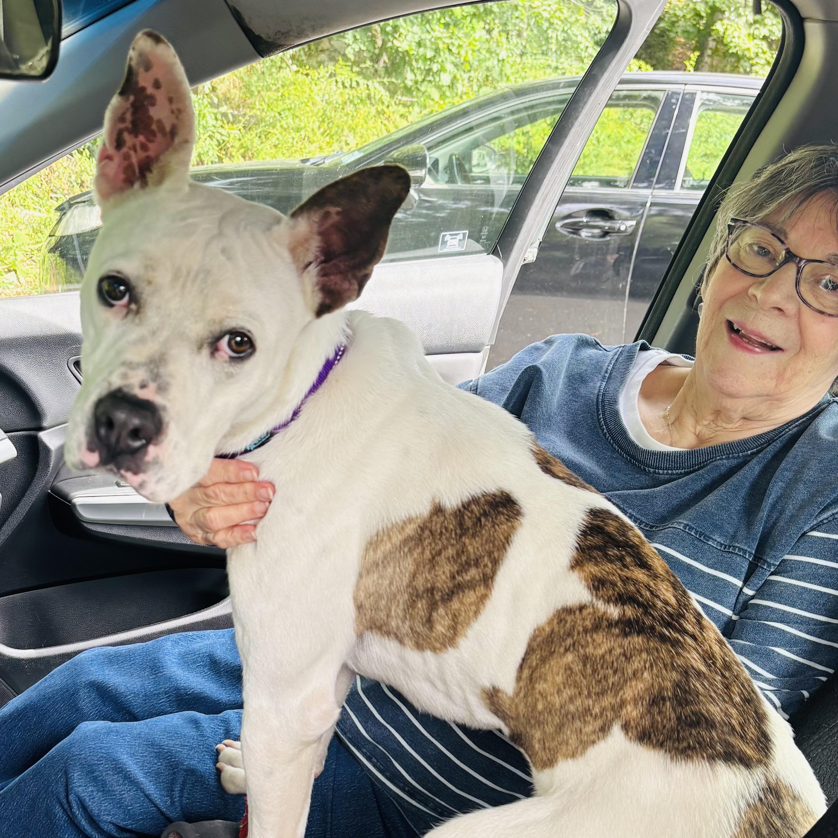 Bonnie, Adoptable, Young Female Pit Bull Terrier.