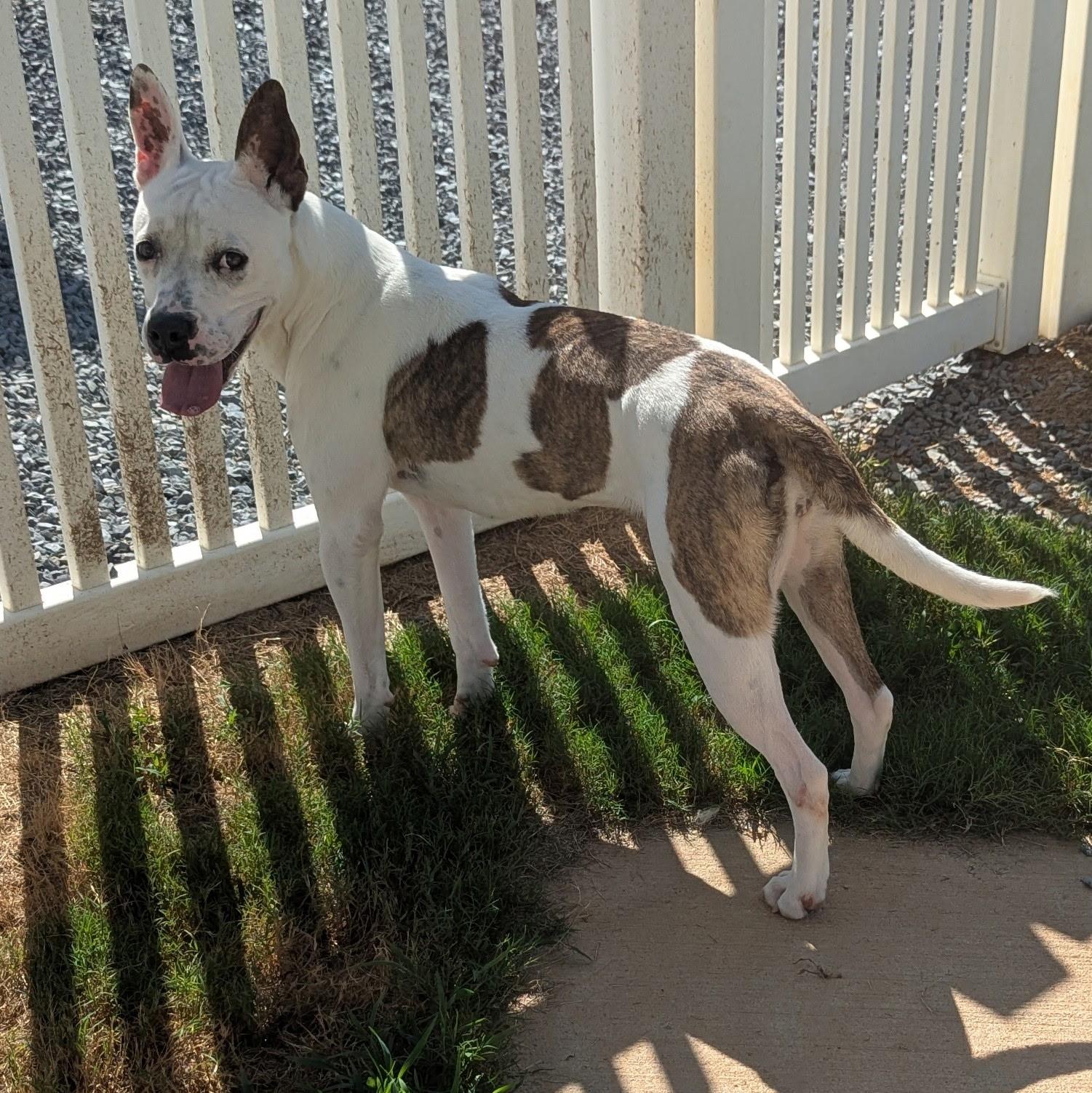 Enlarge Bonnie, a Adoptable mixed breed in Paramus, NJ image 6/6