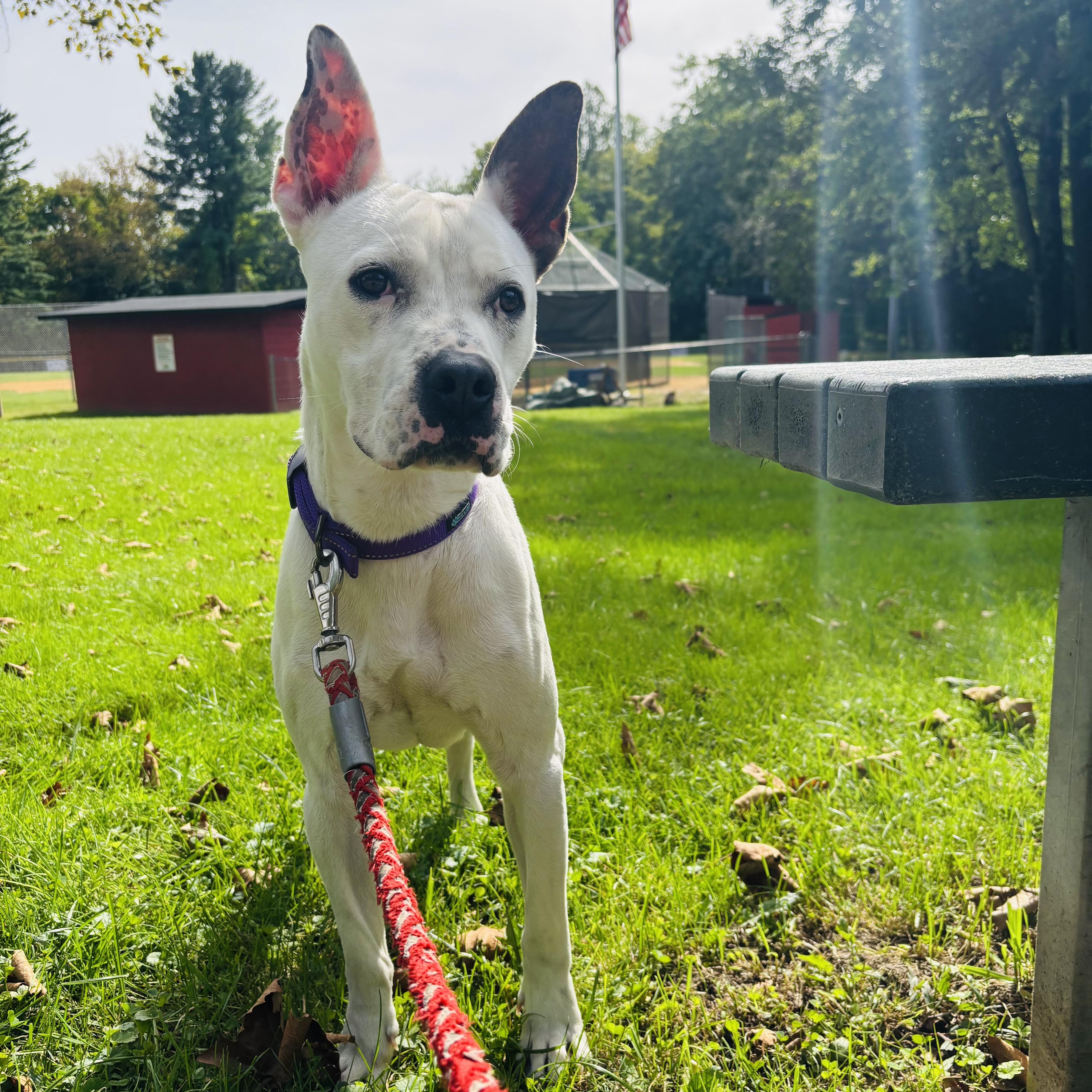Enlarge Bonnie, a Adoptable mixed breed in Paramus, NJ image 3/6