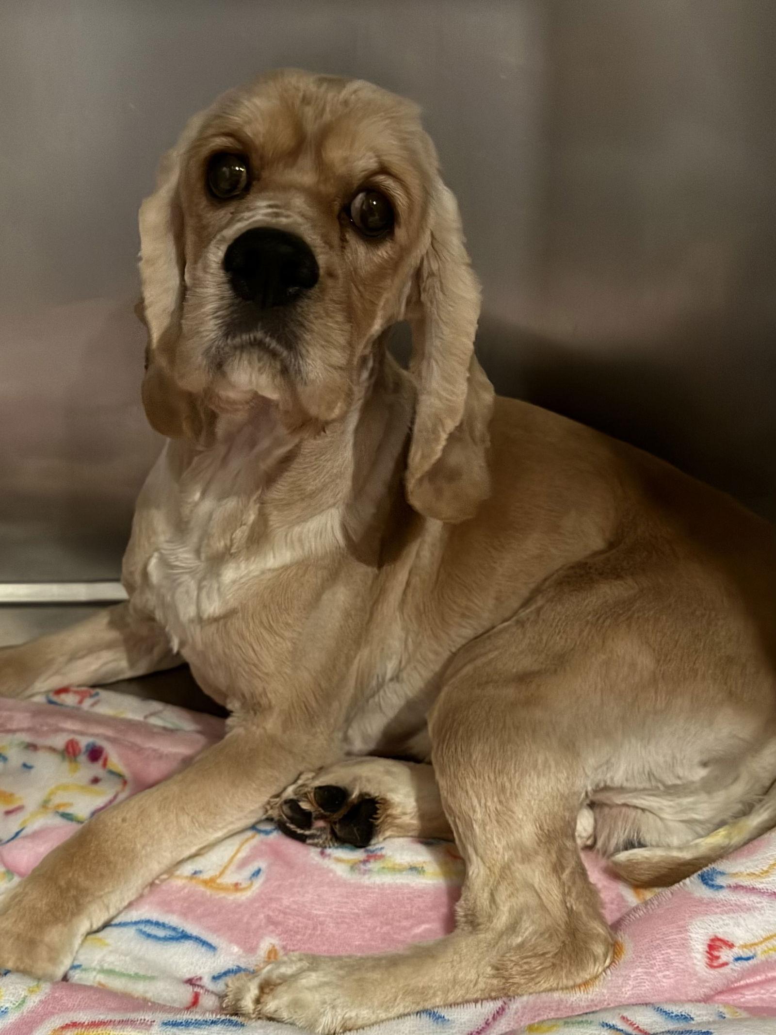 Enlarge Beau, a Adoptable Cocker Spaniel in Brandon, SD image 1/1