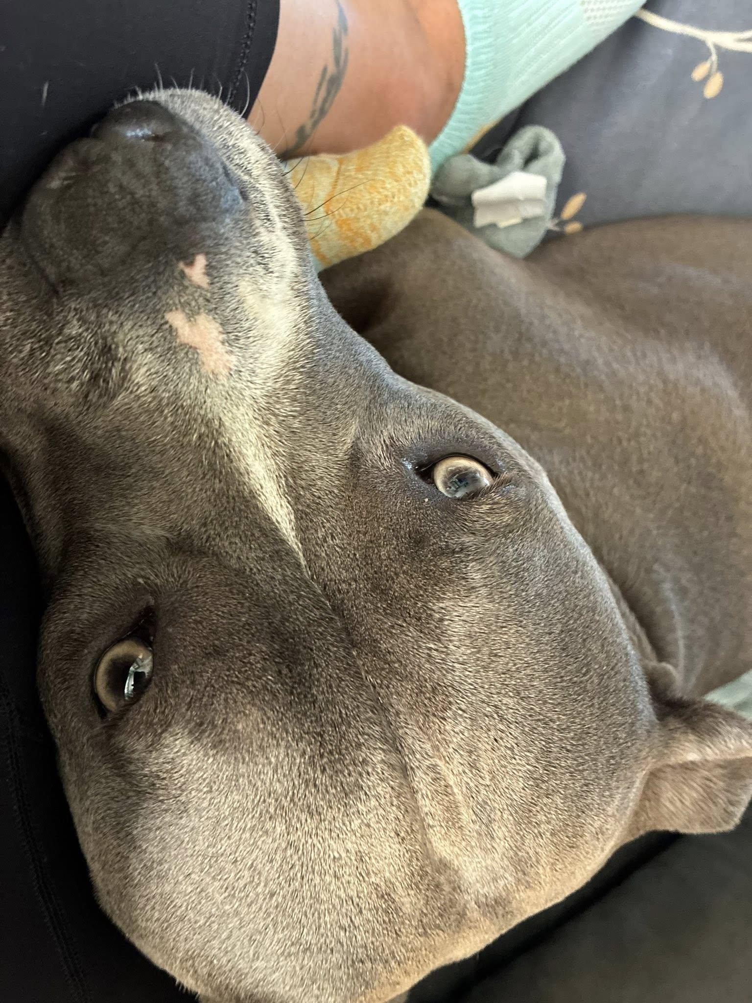 Enlarge Lola, a Adoptable American Staffordshire Terrier image 1/6