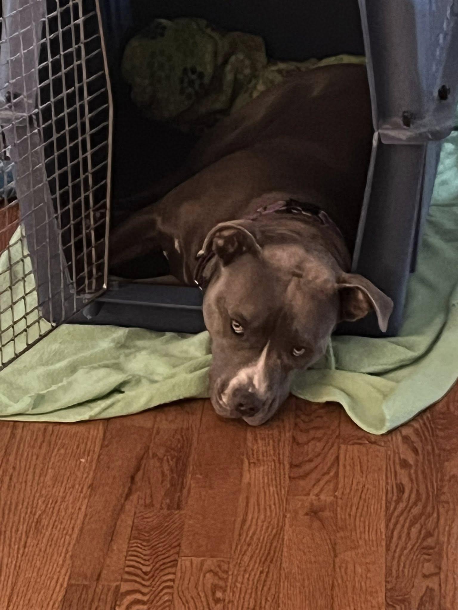 Enlarge Lola, a Adoptable American Staffordshire Terrier image 2/6