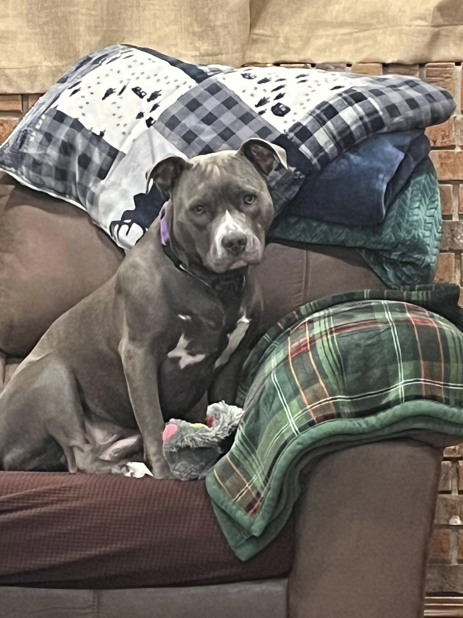 Enlarge Lola, a Adoptable American Staffordshire Terrier image 3/6