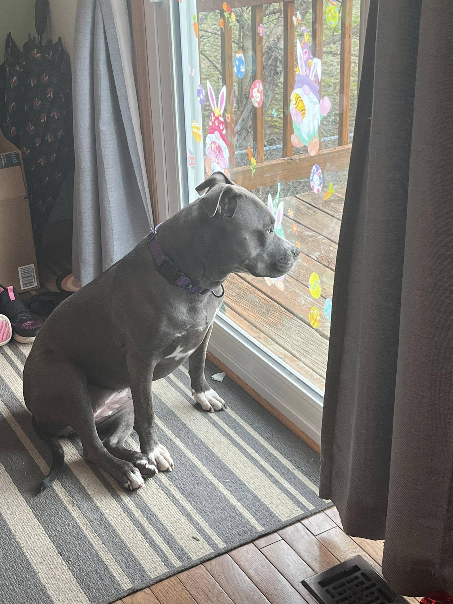 Enlarge Lola, a Adoptable American Staffordshire Terrier image 4/6