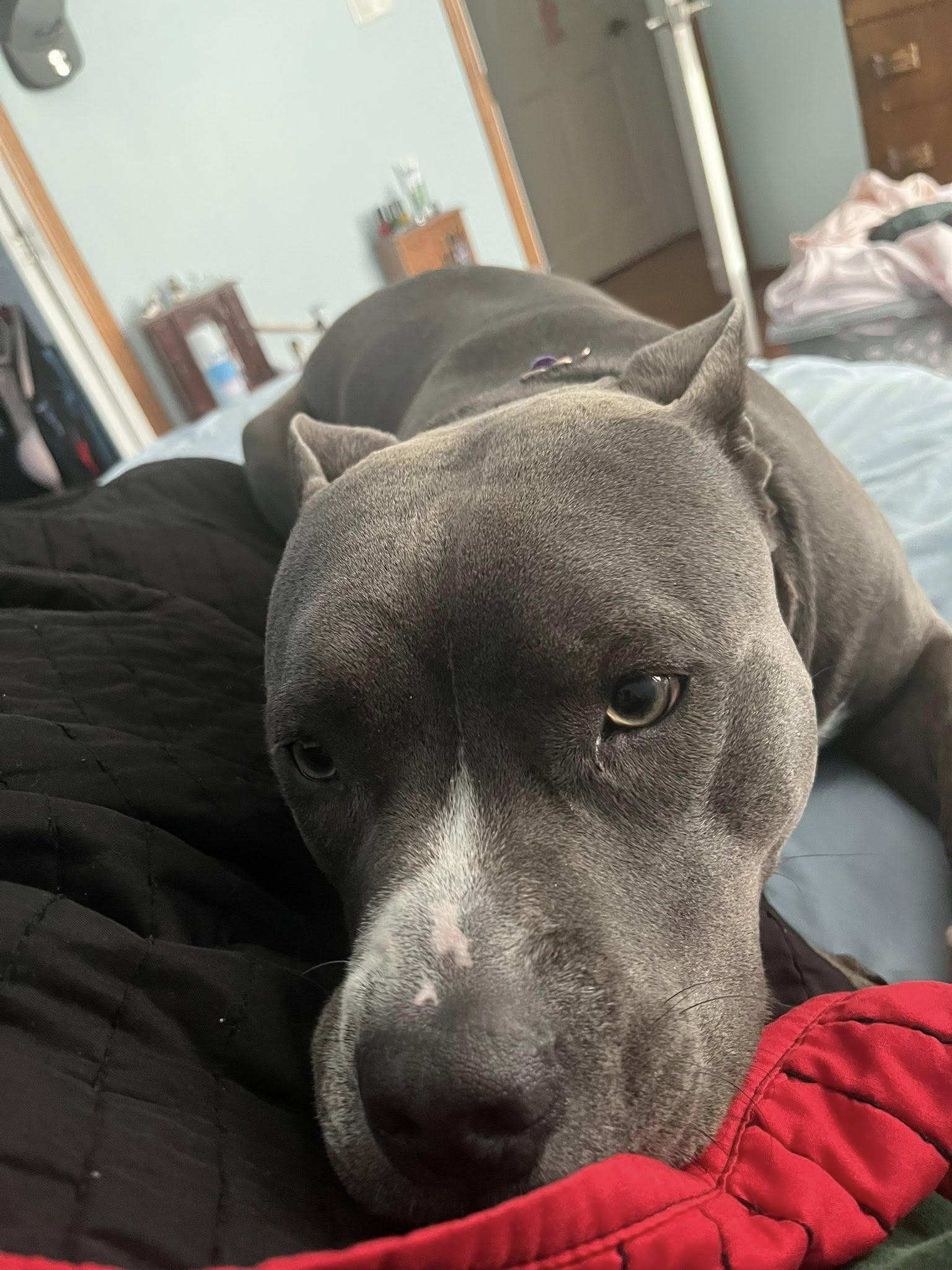 Enlarge Lola, a Adoptable American Staffordshire Terrier image 5/6