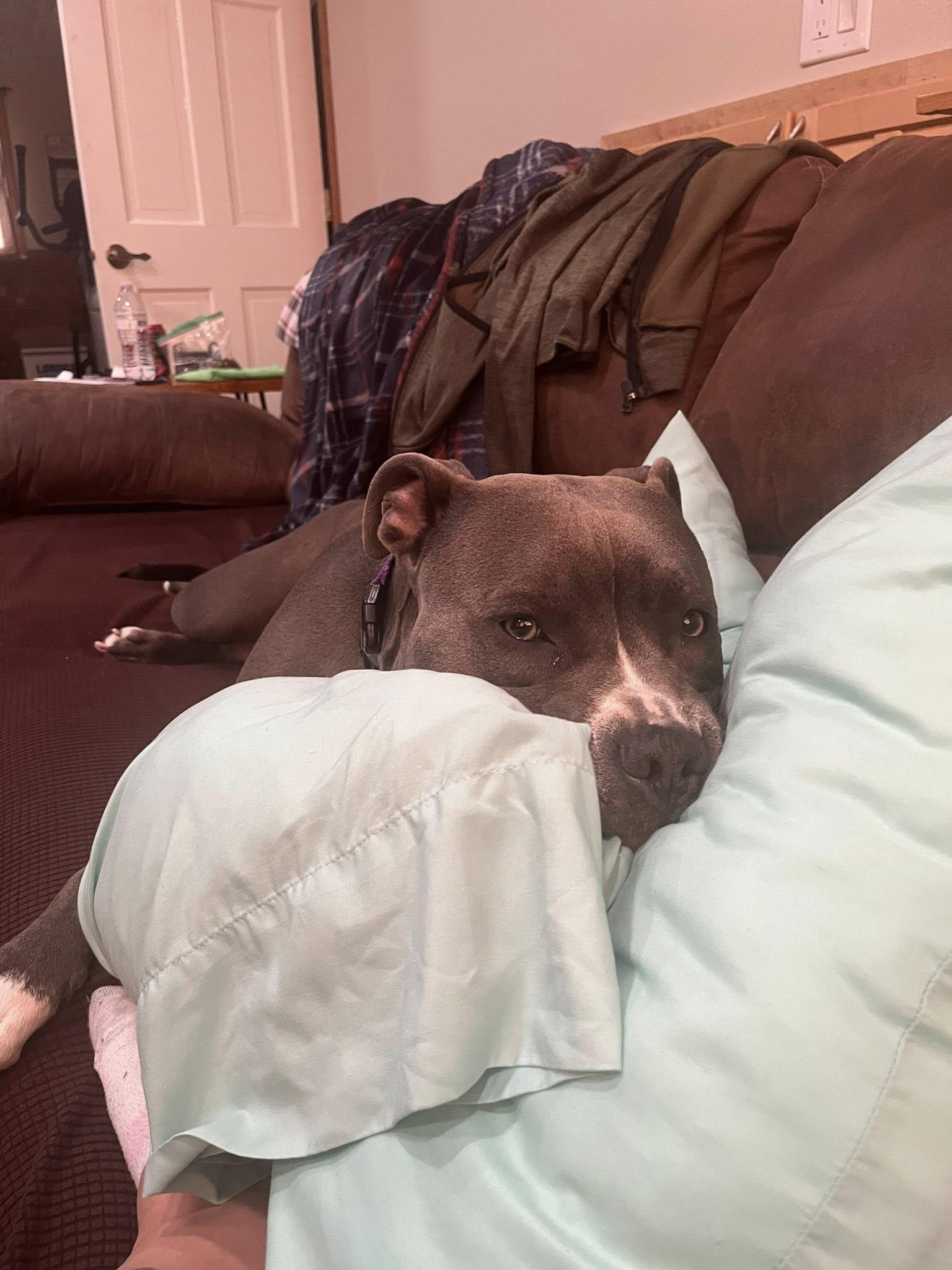 Enlarge Lola, a Adoptable American Staffordshire Terrier image 6/6