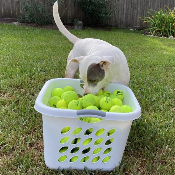 Penny, a Soft, Sweet, Snuggling Girl!!, a Adoptable mixed breed in Seattle, WA image 6/6