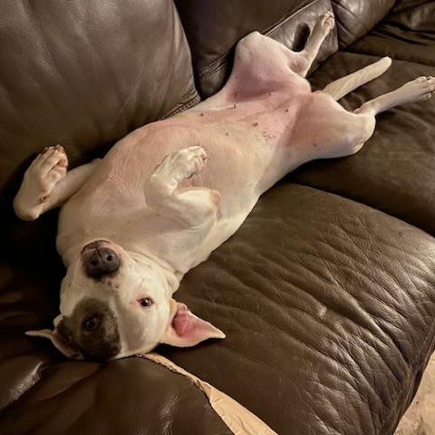 Penny, a Soft, Sweet, Snuggling Girl!!, a Adoptable mixed breed in Seattle, WA image 5/6