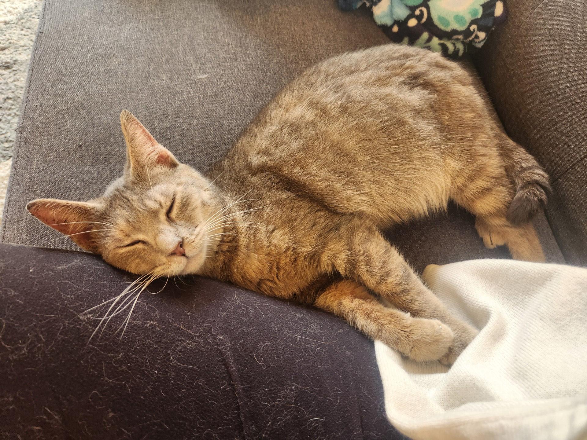 Lucy, Young Female Domestic Short Hair