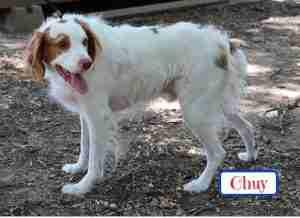Enlarge Chuy, an adopted Brittany Spaniel in Fort Worth, TX image 2/2