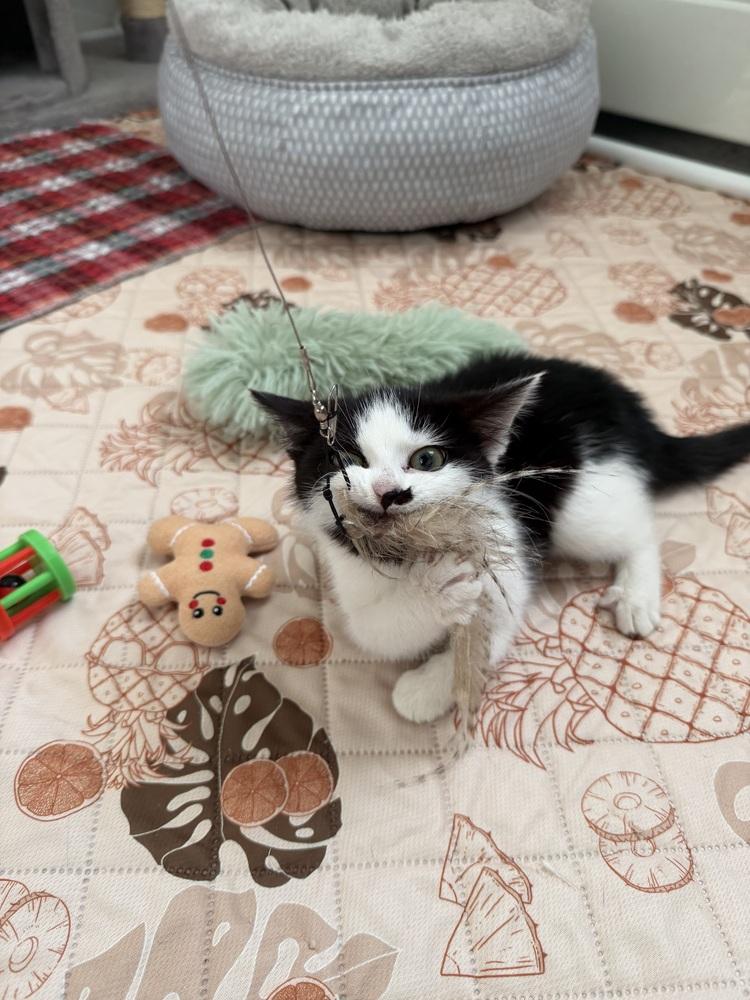 Pocky, Adoptable, Young Female Domestic Short Hair.