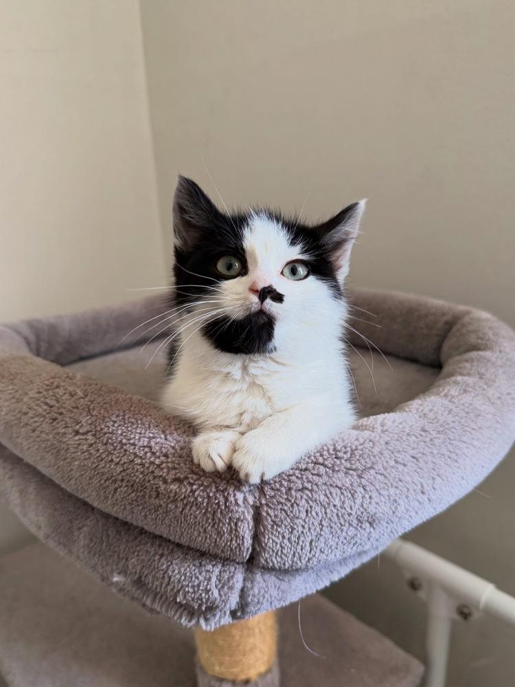 Enlarge Pocky, a Adoptable Domestic Short Hair in New York, NY image 2/5