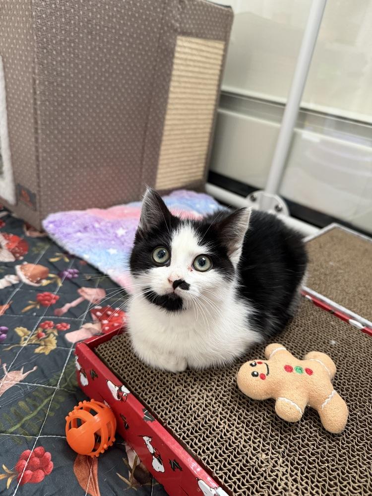 Enlarge Pocky, a Adoptable Domestic Short Hair in New York, NY image 3/5