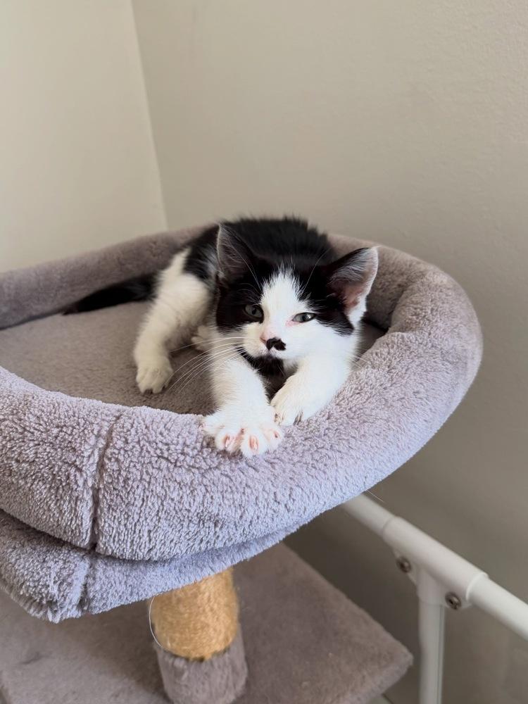 Enlarge Pocky, a Adoptable Domestic Short Hair in New York, NY image 4/5