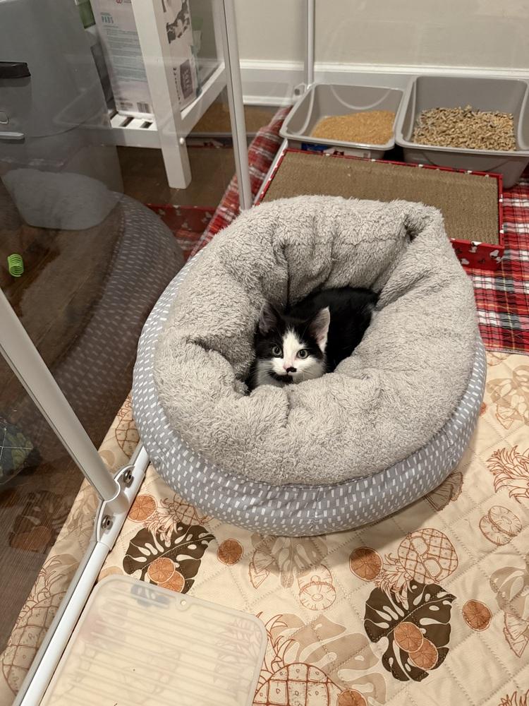 Enlarge Pocky, a Adoptable Domestic Short Hair in New York, NY image 5/5