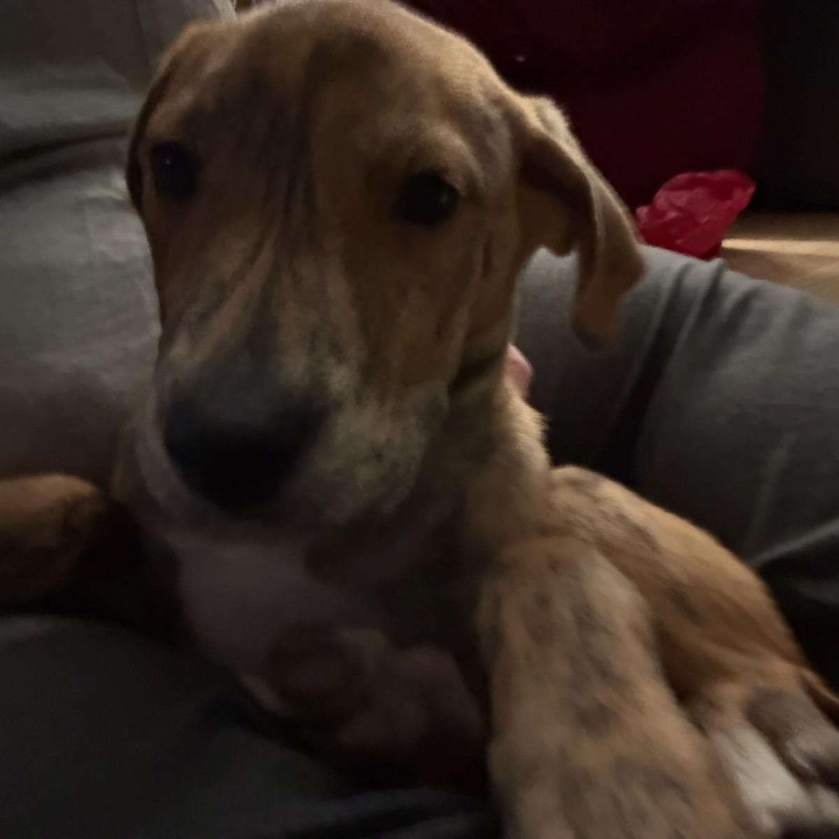 Mojito, an adopted Mixed Breed in Kenosha, WI image 2/4