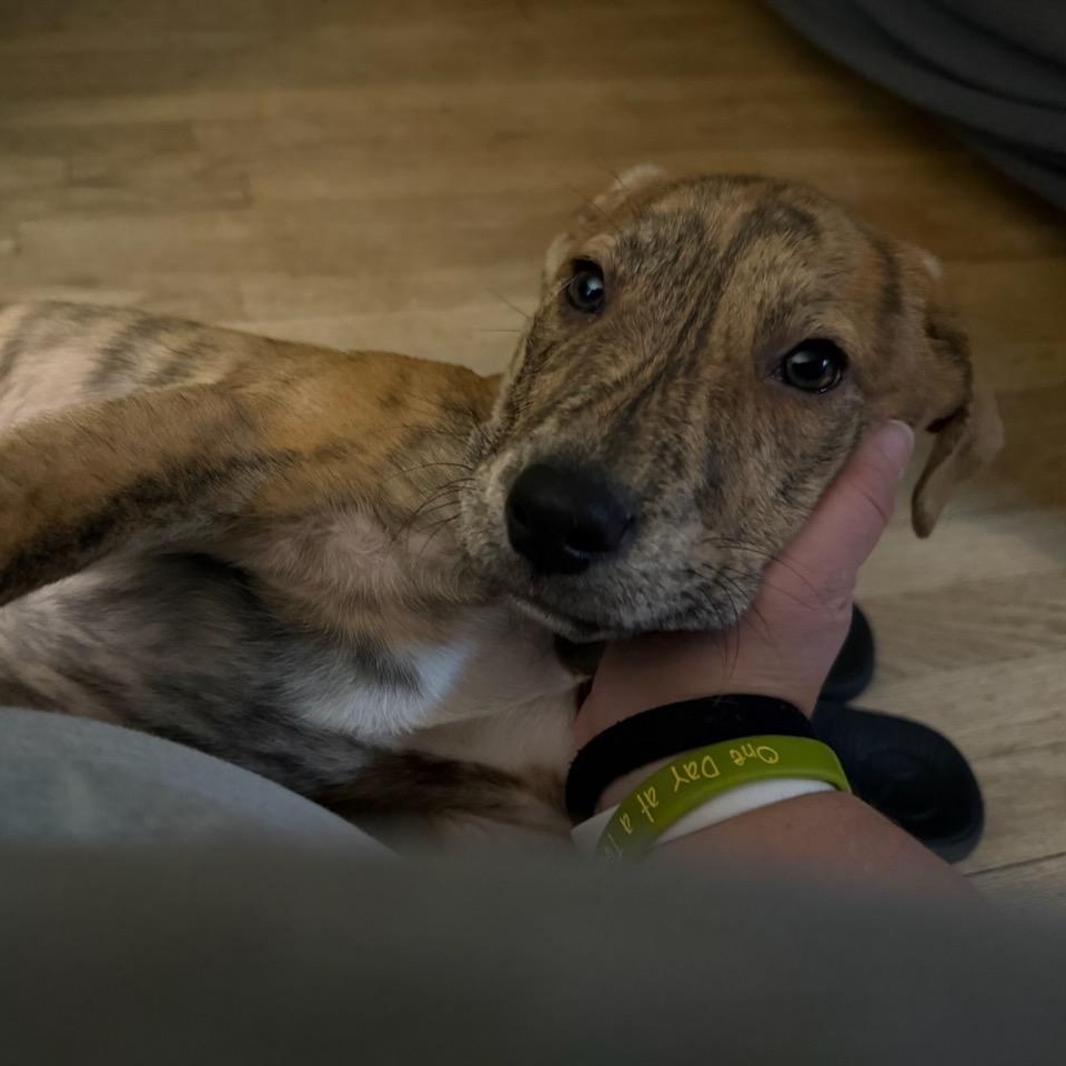 Mojito, Adoptable, Puppy Male Mixed Breed.