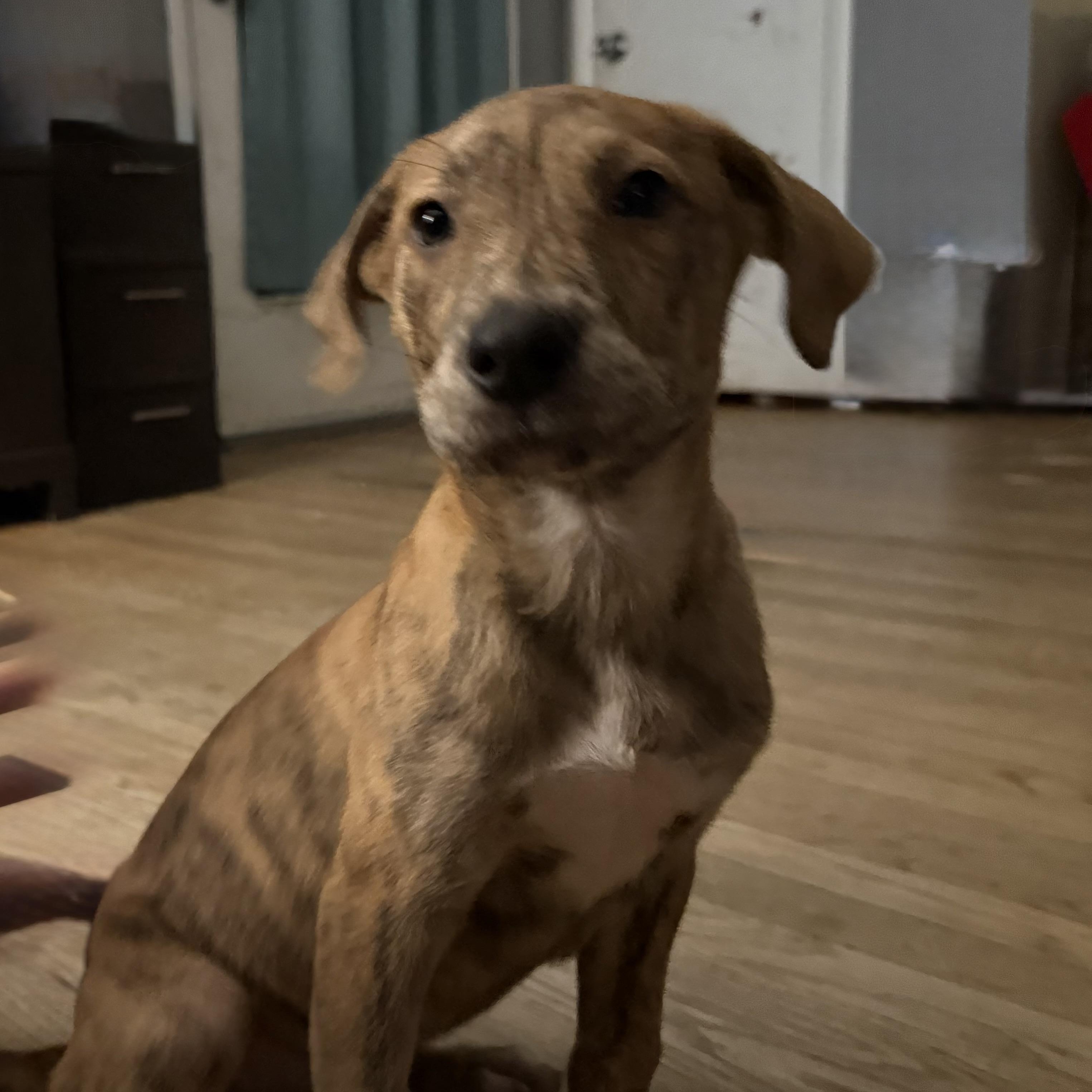 Mojito, an adopted Mixed Breed in Kenosha, WI image 3/4