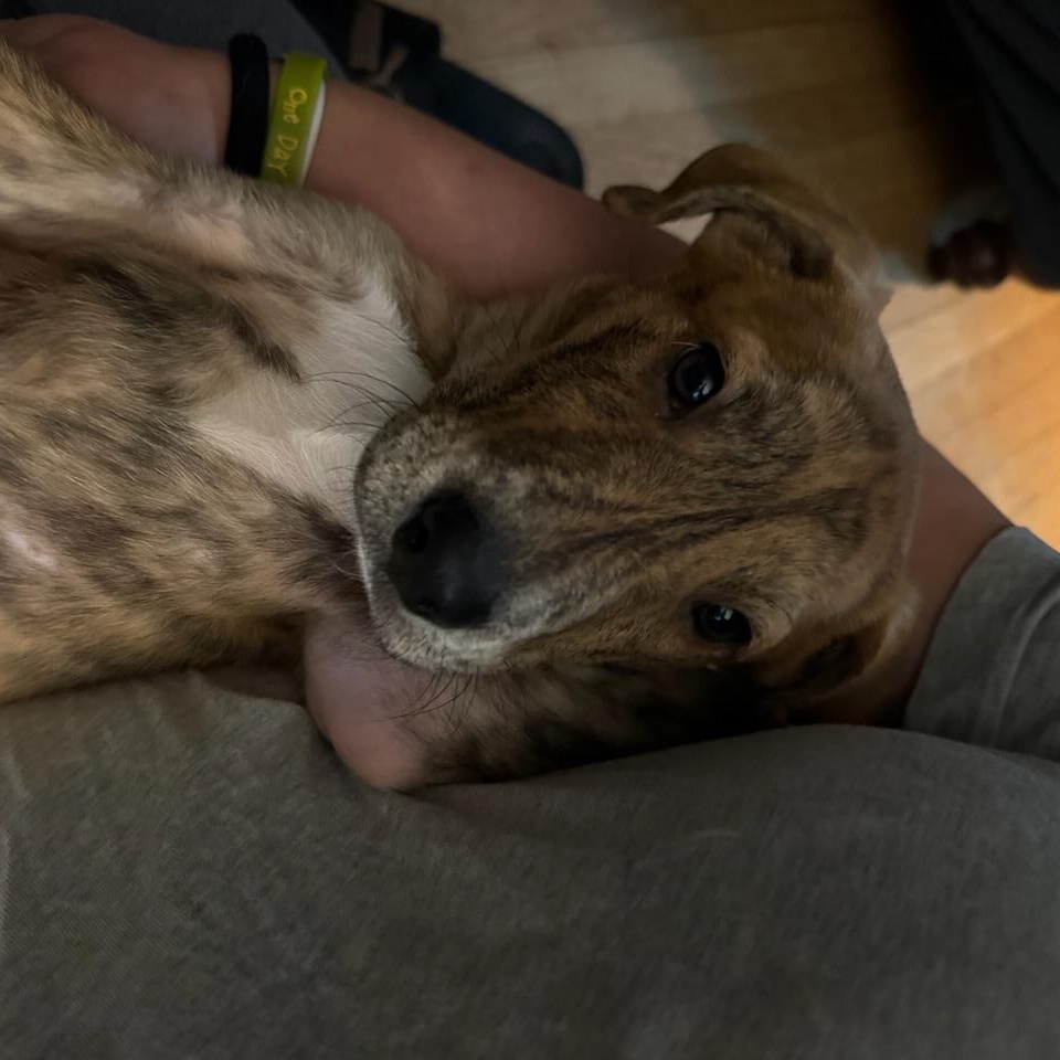 Mojito, an adopted Mixed Breed in Kenosha, WI image 4/4