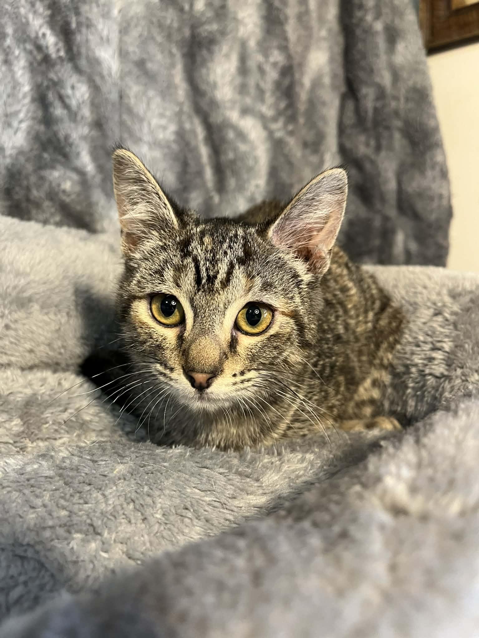 Honeybee, a Adoptable Domestic Short Hair in Knoxville, TN image 5/5