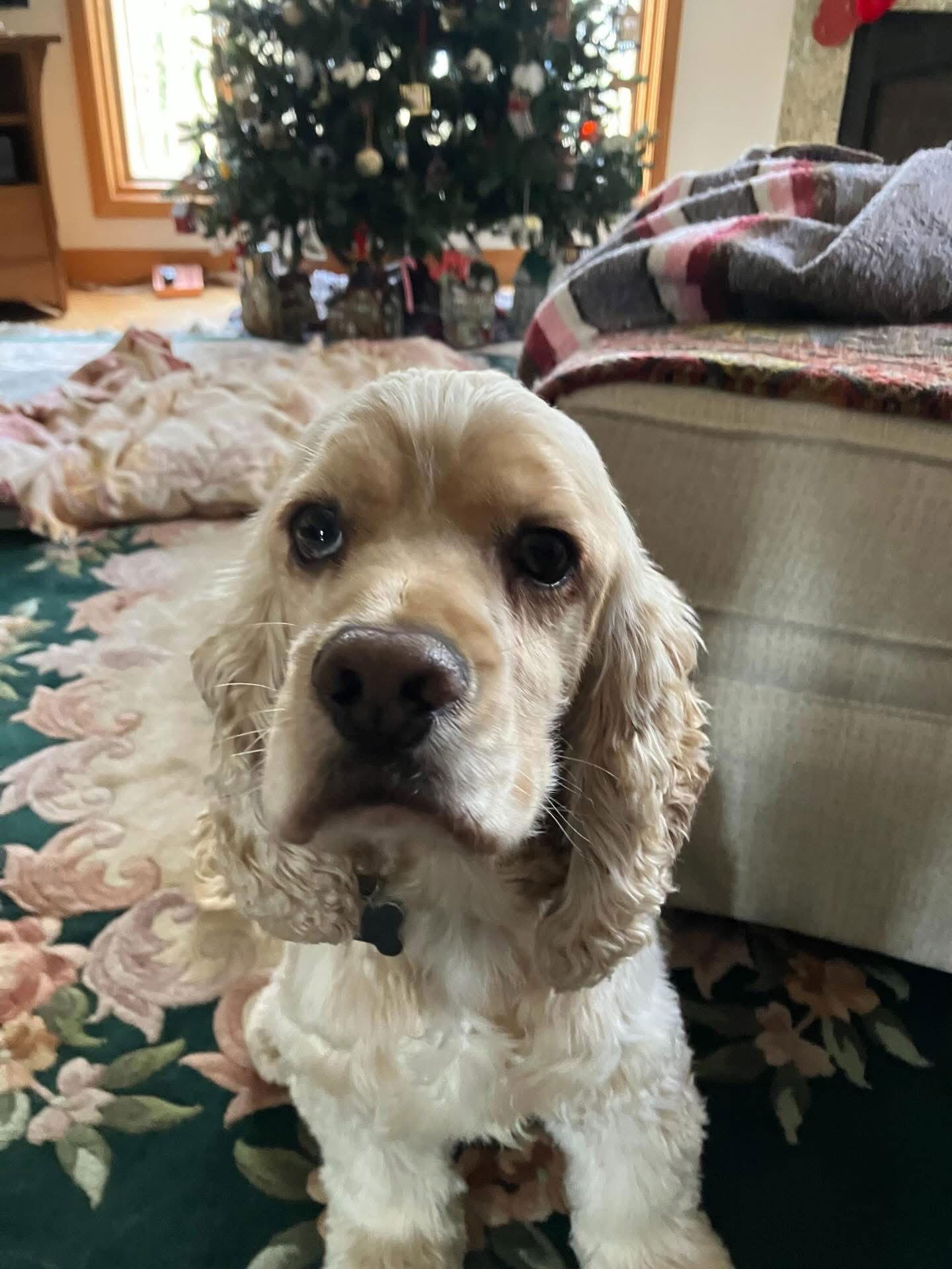Joey, Adoptable, Adult Male Cocker Spaniel.