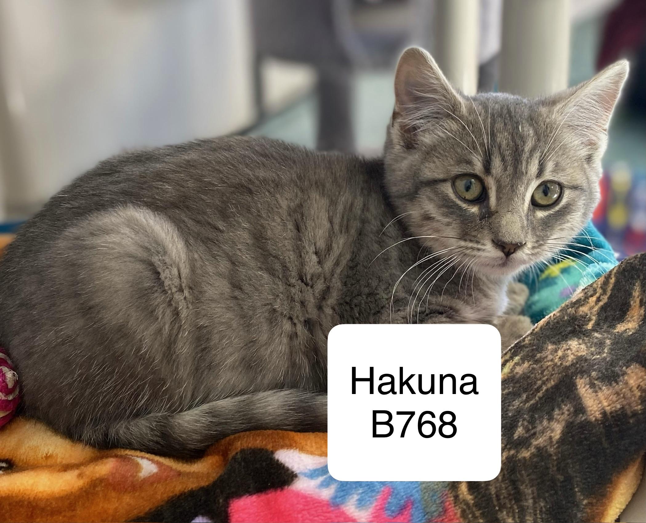 Hakuna, Adoptable, Kitten Male Domestic Short Hair.