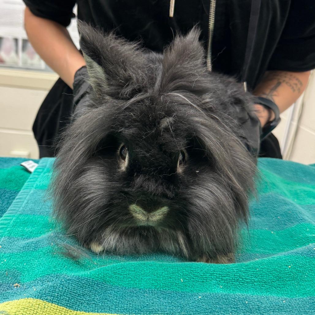 Enlarge Moonshine, a Adoptable Lionhead in Murray, UT image 1/2